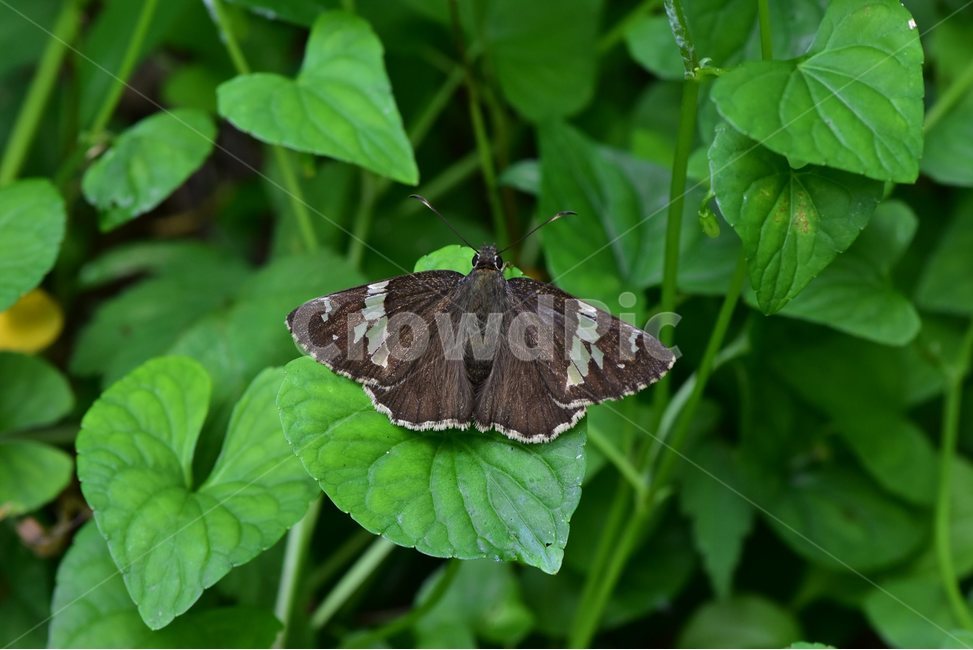 왕자팔랑나비,나비,곤충,insect,자연,생태,nature,butterfly,동물,animal,곤충,벌레,insect,bug