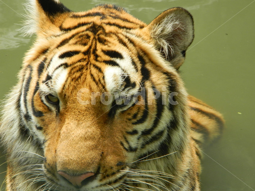 호랑이,동물원,타이거,tiger,zoo,동물,animal