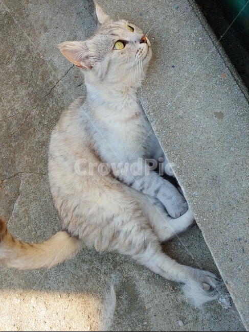 고양이,바라보는,기대어있는,귀를기울인,집고양이,동물,anima,cat,동물,animal,포유류,mammal,고양이,cat,kitten,kitty