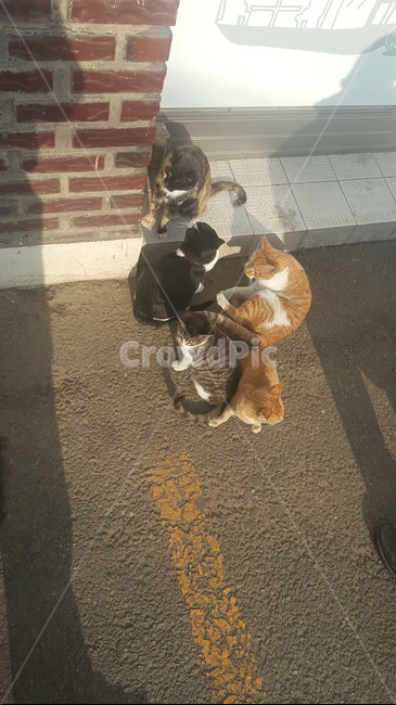 길냥이,고양이,고양이젤리,길양이,젤리,발바닥