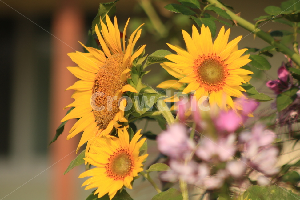 해바라기,야생화,노란꽃,plant,식물,꽃,flower