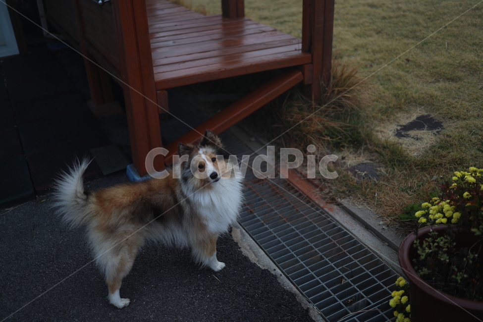 pet,동물,mammal,개,animal,dog,반려견,셔틀랜드쉽독,동물,animal,포유류,mammal,개,강아지,dog,doggy