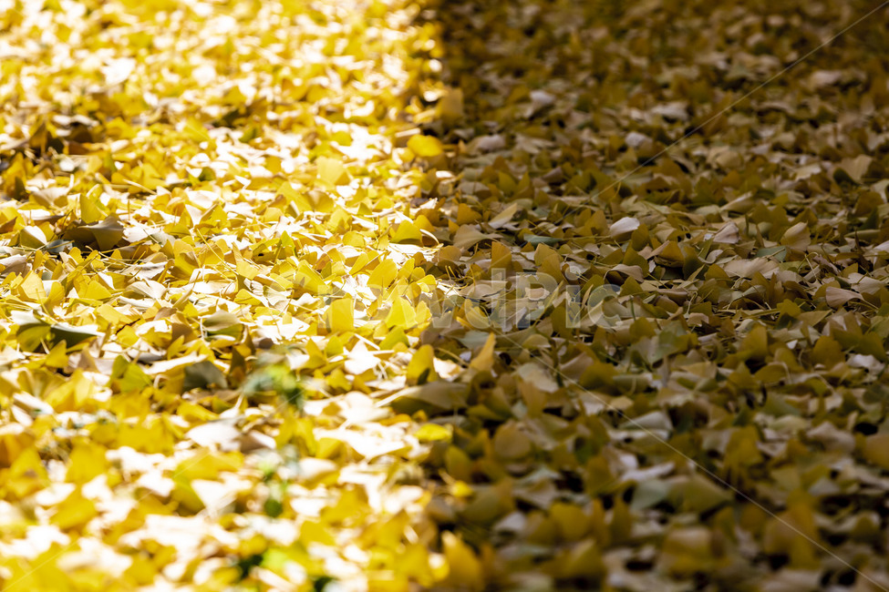 가을,단풍,은행잎,낙엽,식물,잎,추경,가을,계절,fall,autumn,season,leaf,plant
