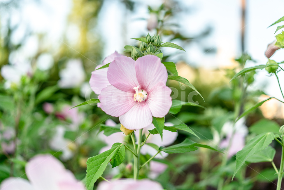 꽃,무궁화,국화,무궁화꽃,히비스커스,우리나라꽃,식물,자연,plants,nature,꽃,flower
