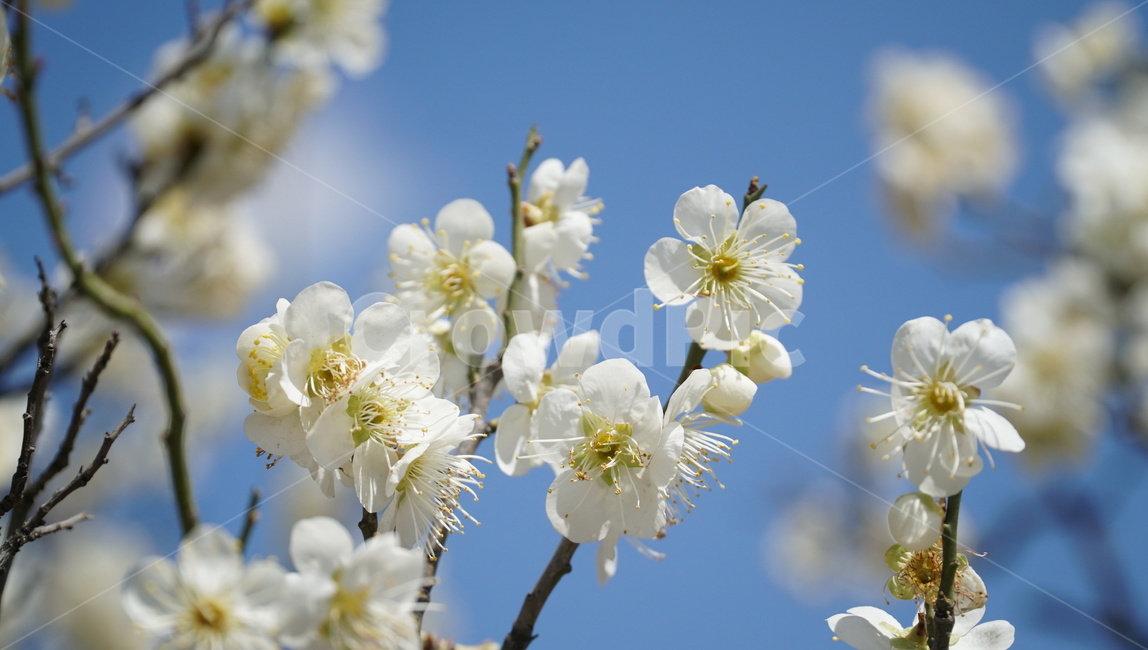 봄,꽃,벚꽃,하늘,나무,구름,봄,계절,spring,season,식물,자연,plants,nature,꽃,flower,plant