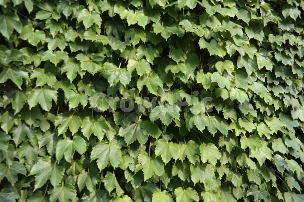 잎사귀,벽,leaf,wall,light