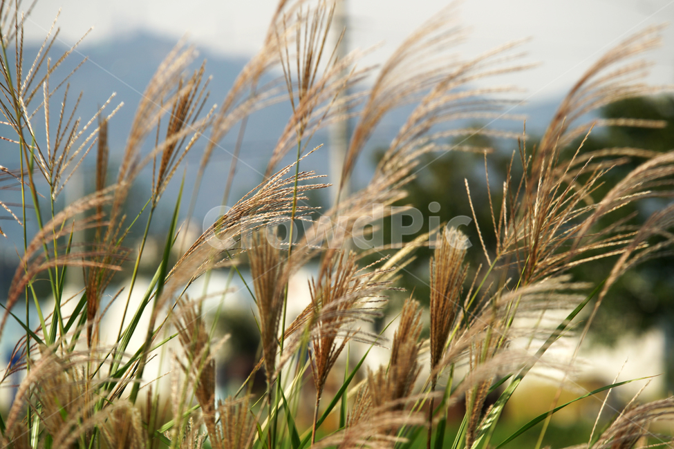 갈대,식물,가을,계절,백운호수,풍경,자연,자연,풍경,nature,landscape,grass,잔디,plant