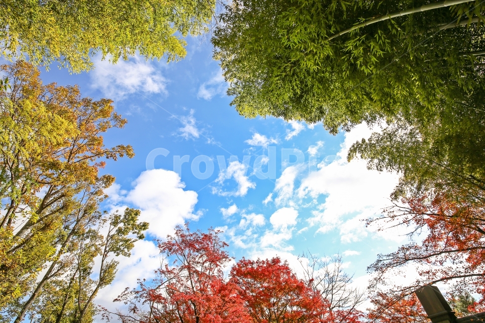 여행,일본여행,풍경사진,푸른하늘,단풍,가을,아라시야마,교토,nature,canon,6d,가을,계절,fall,autumn,season,자연,풍경,nature,landscape,식물,plants,나무,trees,wood,tree,plant,leaf,잎