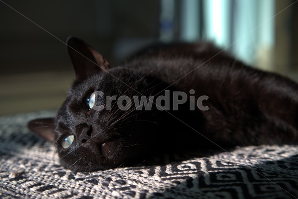 cat,고양이,animal,동물,pet,포유류,mammal,애완동물,반려묘,검은고양이,낮잠