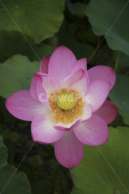 연꽃,연,연잎,수련,꽃,사진,단독사진,디자인,소스,포토,사진자료,배경,배경사진,백그라운드,한국,동양,아시아,전통,풍경,자연,환경,실외,낮,아침,식물,봉오리,꽃봉오리,잎,꽃잎,6월,7월,여름꽃,꽃밭,아웃포커스,접사,근접,여름,녹색,야외,연꽃밭,핑크,분홍,빨강,빨간색,하얀색,레드,화이트,식물,자연,plants,nature,꽃,flower