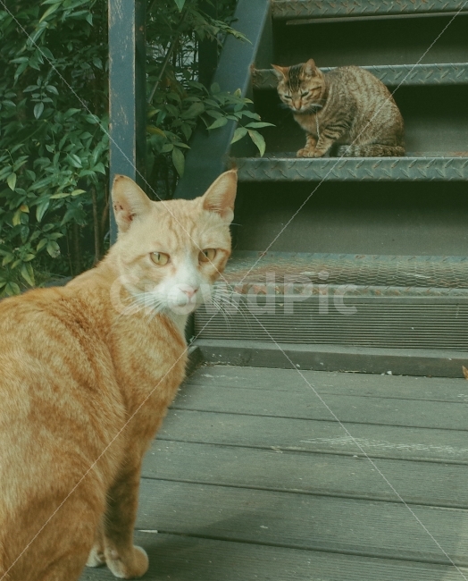 고양이,동물사진,감성사진,리코gr2,포근한이미지,감성,동물,animal,포유류,mammal,고양이,cat,kitten,kitty