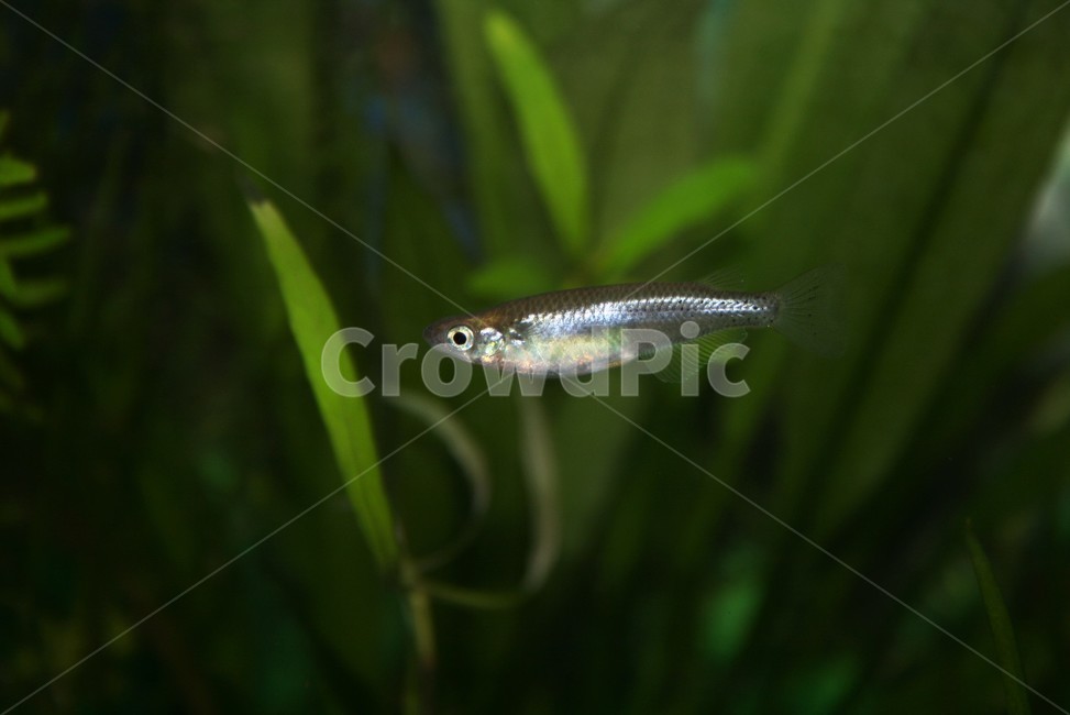 대륙송사리,송사릿과,민물고기,송사리,동갈치목,금강,동물,animal,어류,물고기,fish