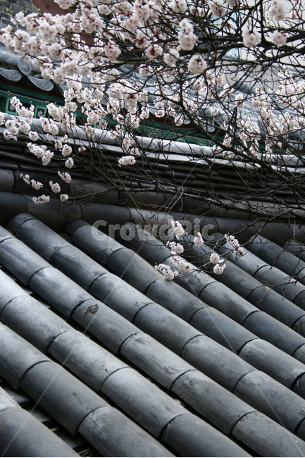 기와,지붕,한국,벚꽃,산책,봄,봄날,감성,spring,flower,풍경,식물,꽃,하얀,흰색,white,봄,계절,spring,season,한국전통,한국문화,korean traditional,korean culture,식물,자연,plants,nature,꽃,flower,roof