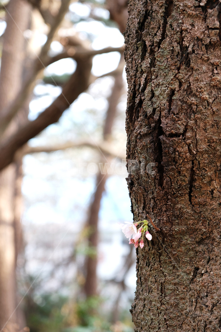 벚나무,벚꽃,봄꽃,꽃나무배경,beautiful,blooming,branch,cherryblossoms,flowerbackground,forest,garden,leafnature,outdoor,park,plant,season,spring,tree,식물,자연,plants,nature,꽃,flower