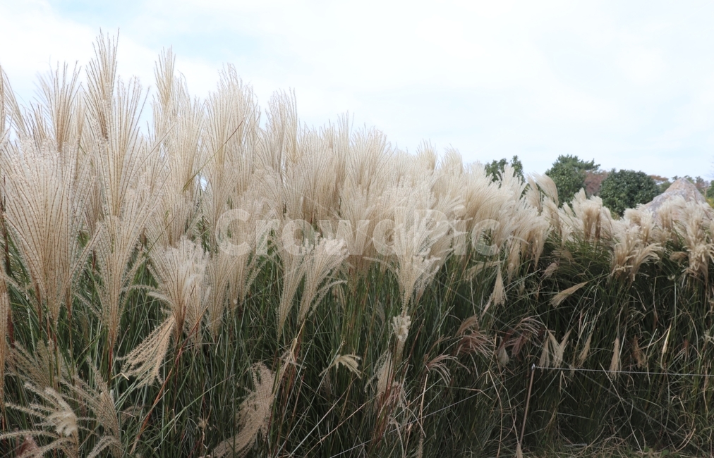 grass,잔디,plant,식물,lawn,갈대,reed
