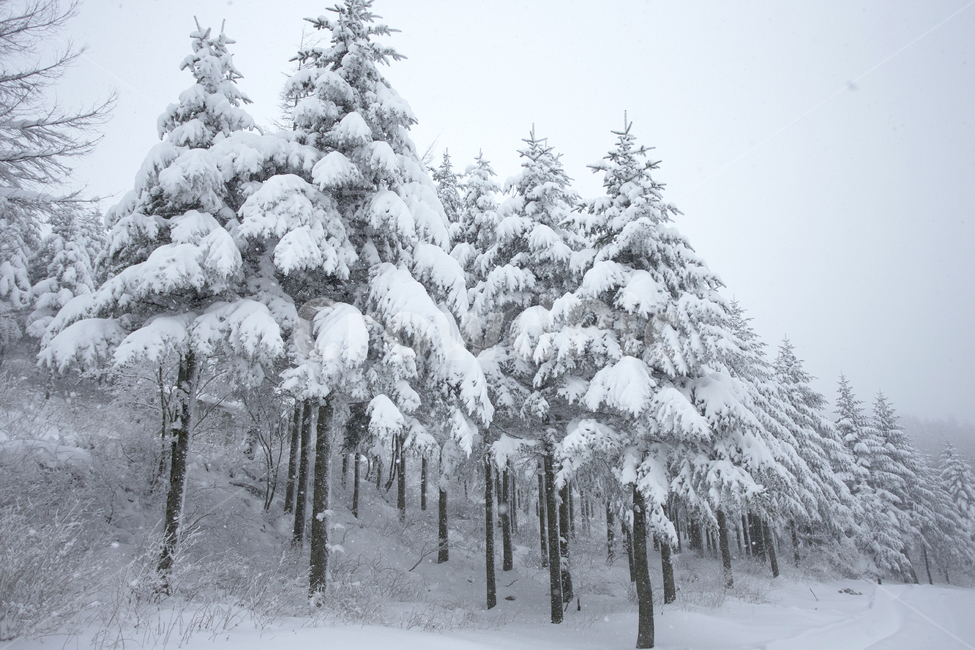 nature,자연,snow,눈,겨울,겨울,계절,winter,season,자연,풍경,nature,landscape