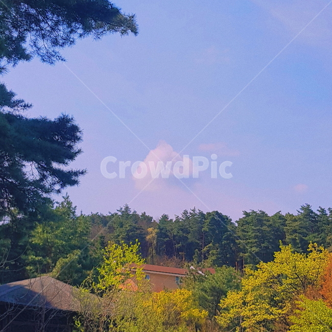 구름,나무,산,하늘,자연,자연,풍경,nature,landscape,tree,plant,식물,outdoors,옥외,fir,전나무