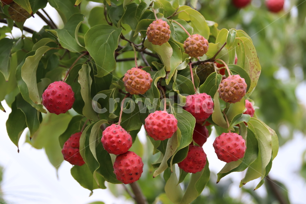 자연,나무,열매,구지뽕,구지뽕나무열매,식물,자연,plants,nature,과일,열매,fruit