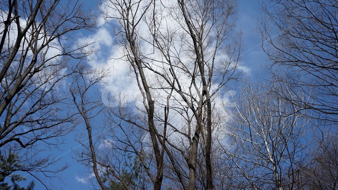 나무,겨울,자연,하늘,파란하늘,계절,나무가지,tree,sky,nature,winter,bluesky,branch,season,solitary,외로움,추위,꽃샘추위,숲,미세먼지없는,실루엣,하늘배경,가지,식물,마른잎,분위기,감성,겨울나무,쓸쓸함,고요,나뭇가지,풍경,겨울,계절,winter,season,식물,자연,plants,nature,나무,trees,wood