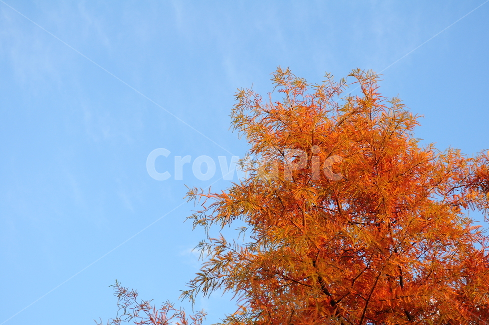 나무,하늘,단풍잎,단풍,단풍나무,자연,풍경,가을,계절,fall,autumn,season,plant,식물,leaf,잎,tree