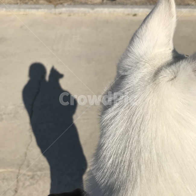 강아지,흰강아지,흰둥이,댕댕이,동물,dog,puppy,animal,whitedog,cute,lovely,귀여움,사랑스러움,그림자,강아지그림자,동물,animal,포유류,mammal,개,강아지,dog,doggy