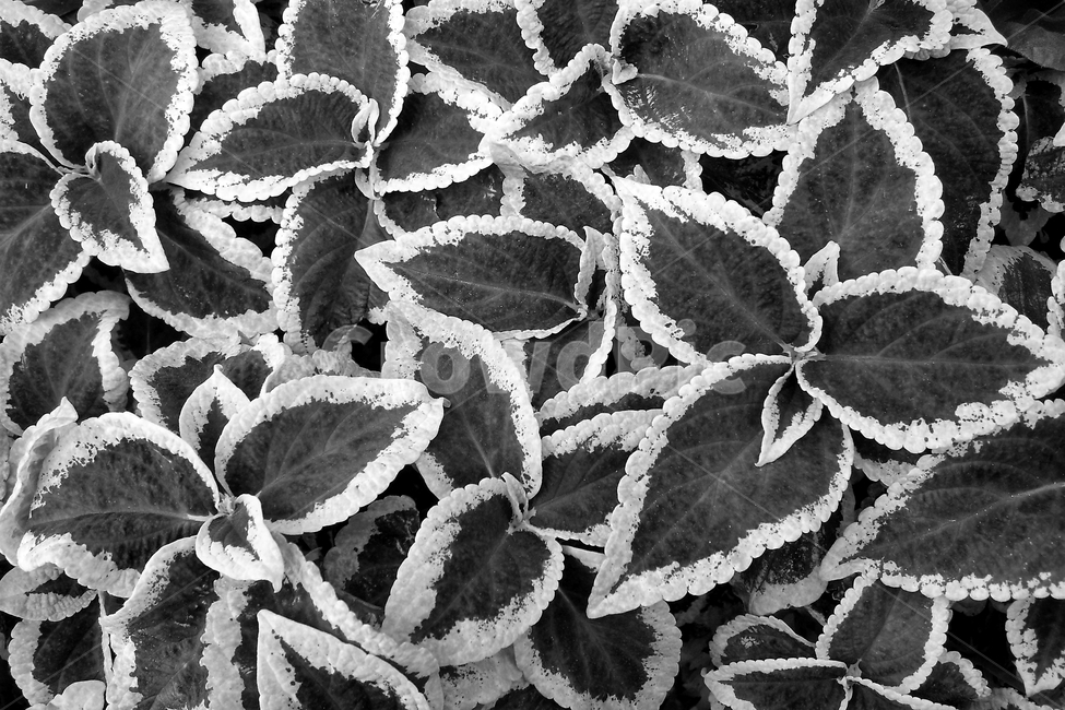 콜레우스,잎,coleusleaves,plant,식물,자연,흑백,모노톤,패턴,pattern,bw,nature,leaves,식물,자연,plants,nature,흑백,모노톤,monochrome,black and white