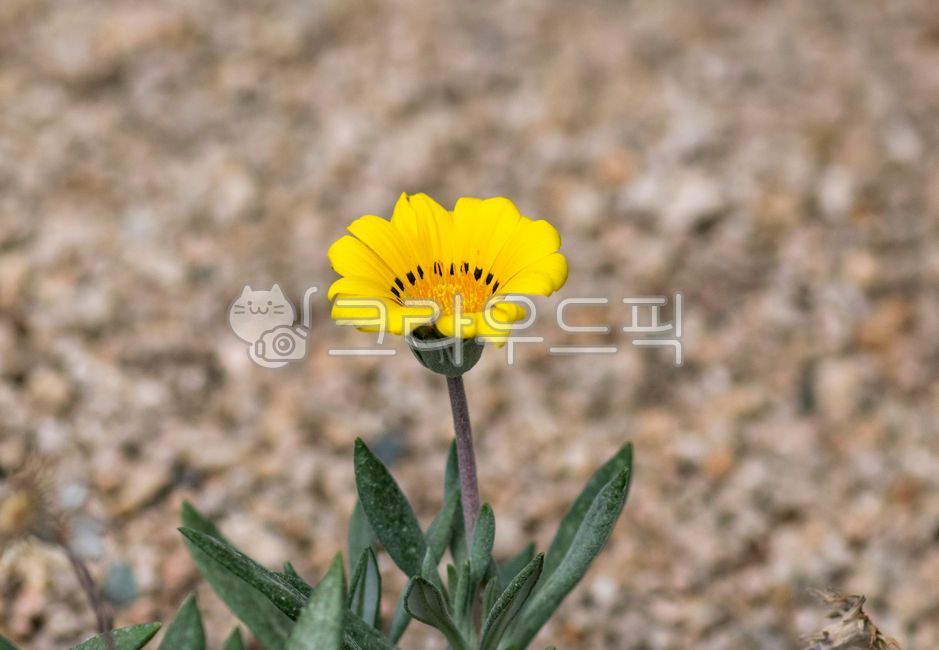 가자니아리겐스,가자나어리겐스꽃,꽃,식물,노랑꽃,접사