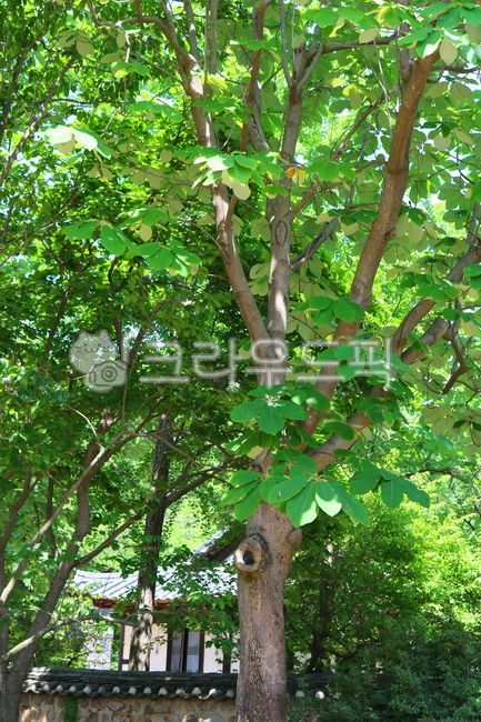 Tree,plant,magnolia,magnolia tree,Japanese magnolia,leaf,leaf,magnolia leaf,leaf,nature,deciduous tree,broadleaf tree,park tree,garden tree,house,old house,tile,tile house,wall,tile roof