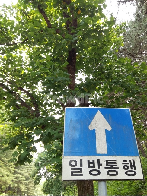 나무,표지판,일방통행,푸른색,파랑,플라타너스,위,빛,낮