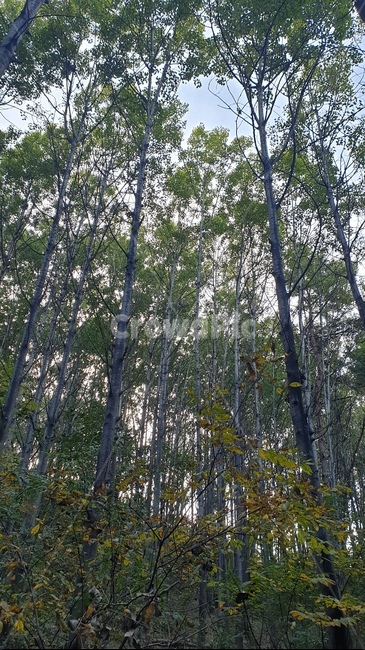tree,나무,plant,식물,treetrunk,나무줄기,하늘,배경,배경화면,풍경,초록색