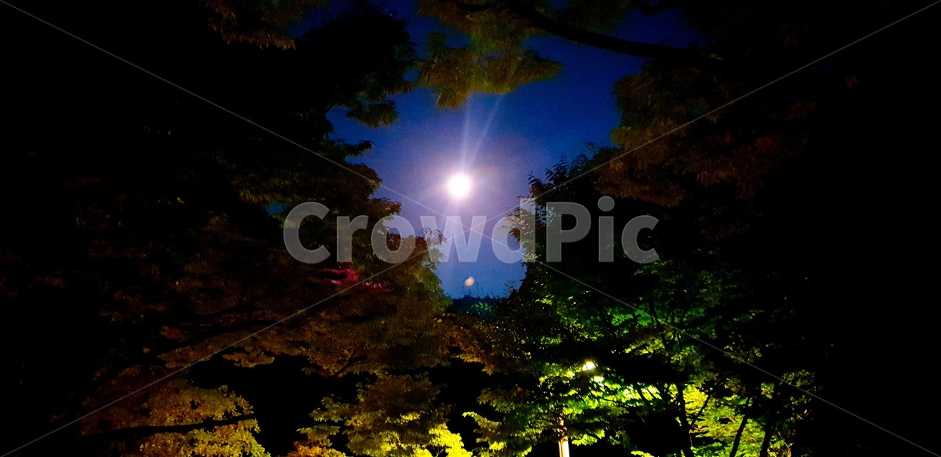달,보름달,추석,명절,밤,밤달빛,밤풍경,풍경,자연,옥외,nature,야경,밤,풍경,nightscape,night,landscape,outdoors