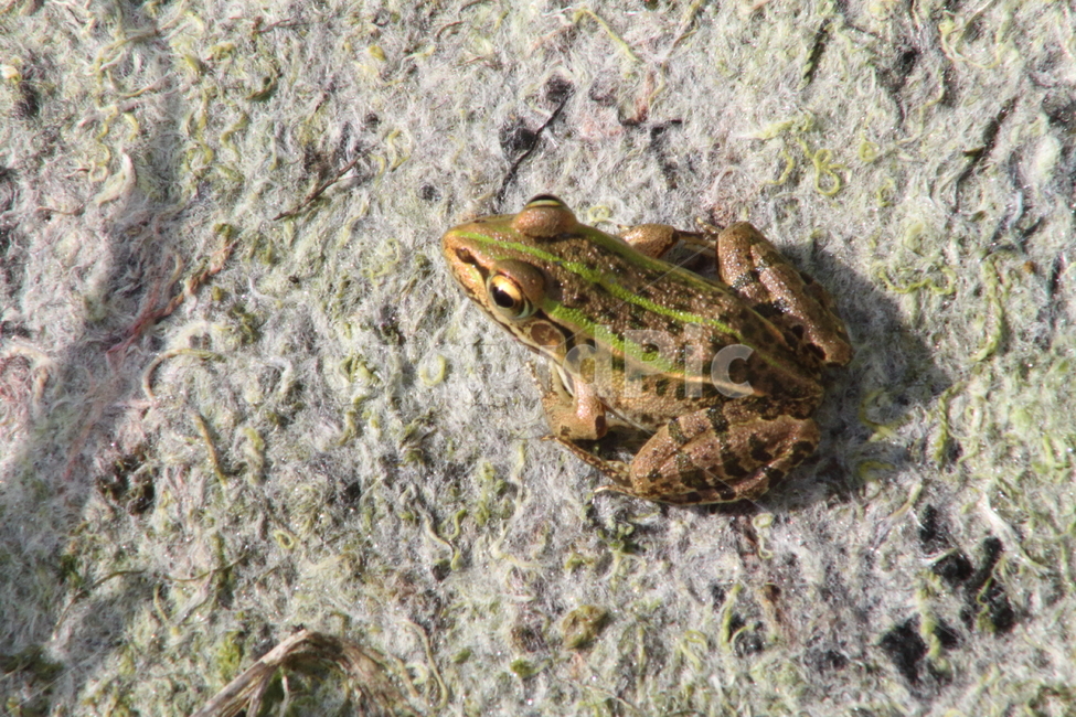개구리,토종개구리,양서류,동물,frog,동물,animal,파충류,양서류,reptile,amphibian