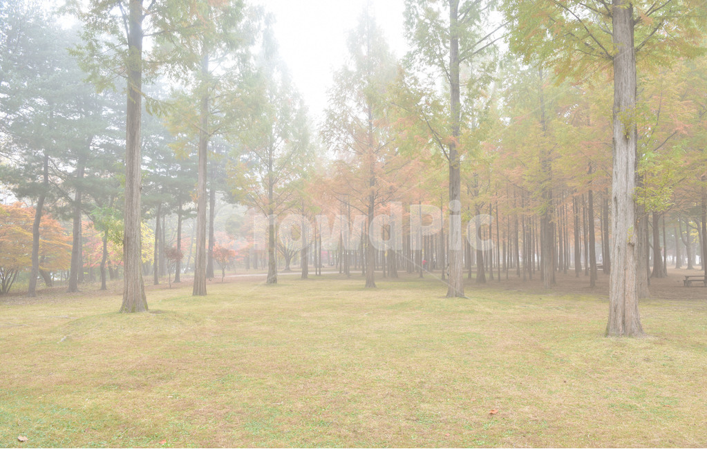 nature,자연,안개,수삼나무,메티세콰이아,metasequoia