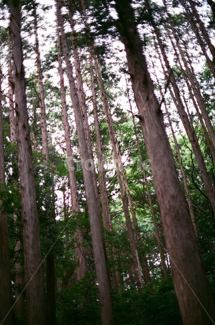 숲,산,산림욕,산책로,소나무,나무,tree,필름,필름카메라