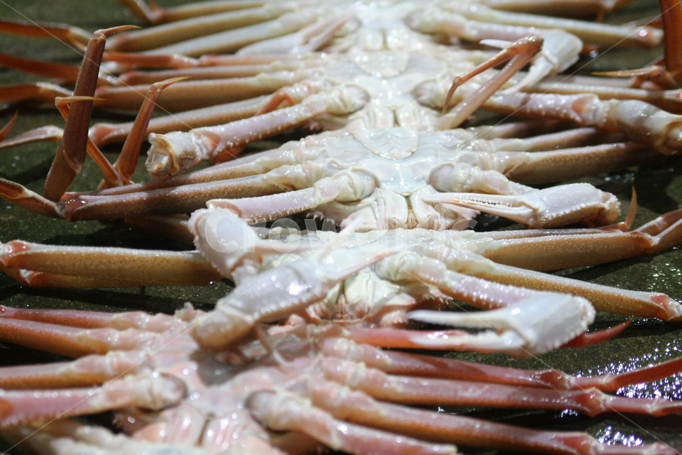 Sokcho red crab,Ordered red crab,Hupori,king crab,Auction,lobster,Noryangjin Fish Market,red crab,fish market,early morning market,Hwangge,Uljin red crab,Crying snow crab,red snow crab,snow crab,Bakdal red crab,Yeongdeok snow crab,Bakdal snow crab,crab