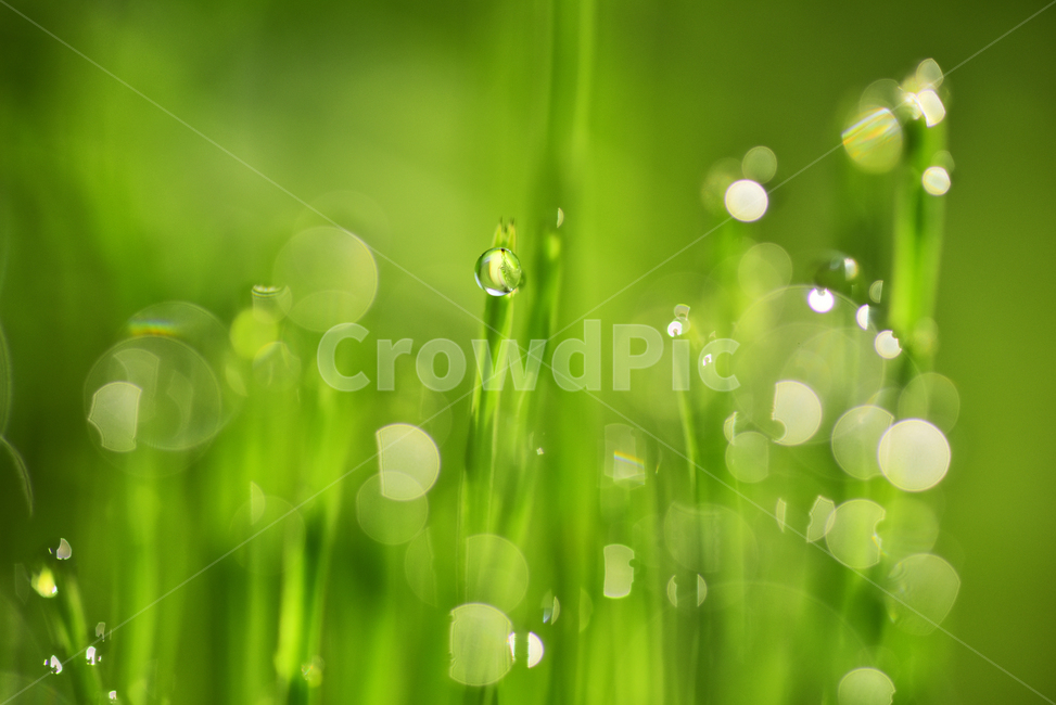 이슬,아침이슬,봄,이슬방울,보케,수분,투명한,새싹,맺히다,빛망울,플레어,flare,bokeh,dew,dewdrop,green,초록,plant,식물,녹색,환경,배경,바탕,백그라운드,background,싱그러운,프레시,fresh,신선한,droplet,작은물방울