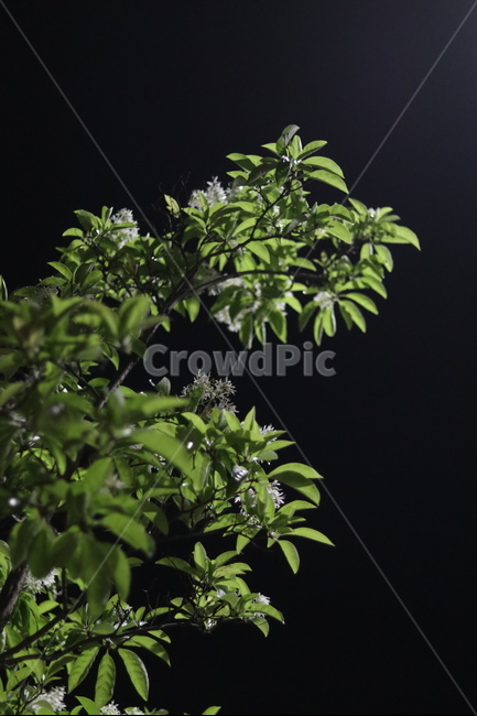 이팝나무꽃,밤,흰색,쌀모양,봄,야경,밤,풍경,nightscape,night,landscape,식물,자연,plants,nature,꽃,flower
