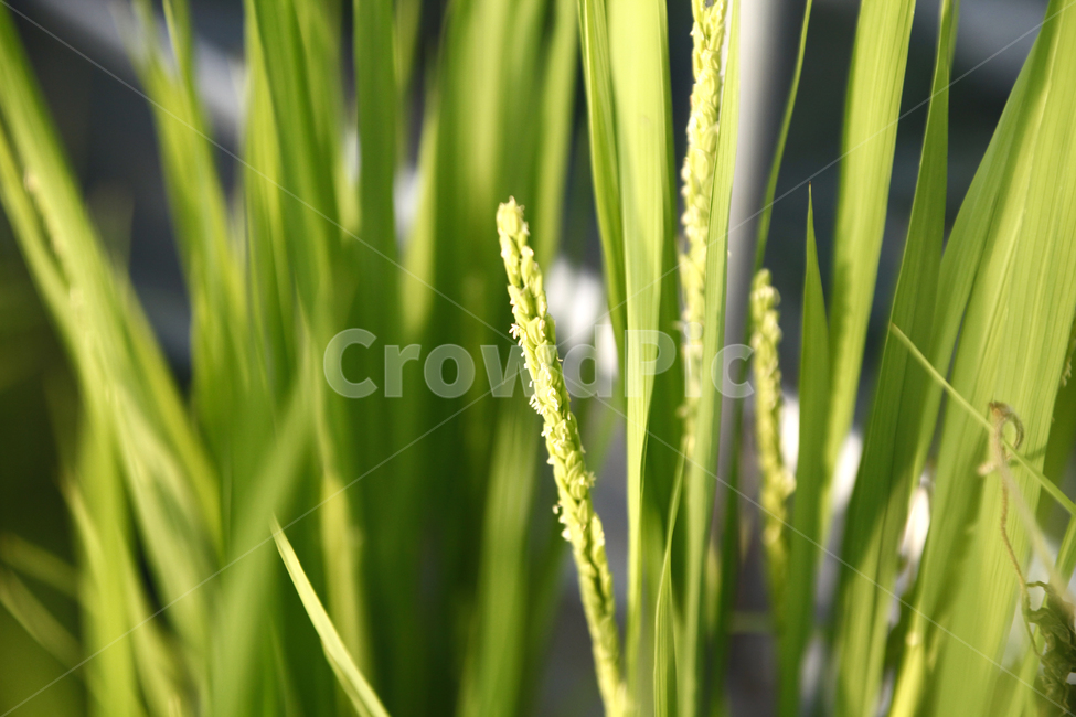 벼,곡식,가을,추수,풀,grass,plant,식물,초록색,연두색,자연,nature,쌀,rice,산업,industry,industrial,농업,농사,agriculture,farming,farming industry