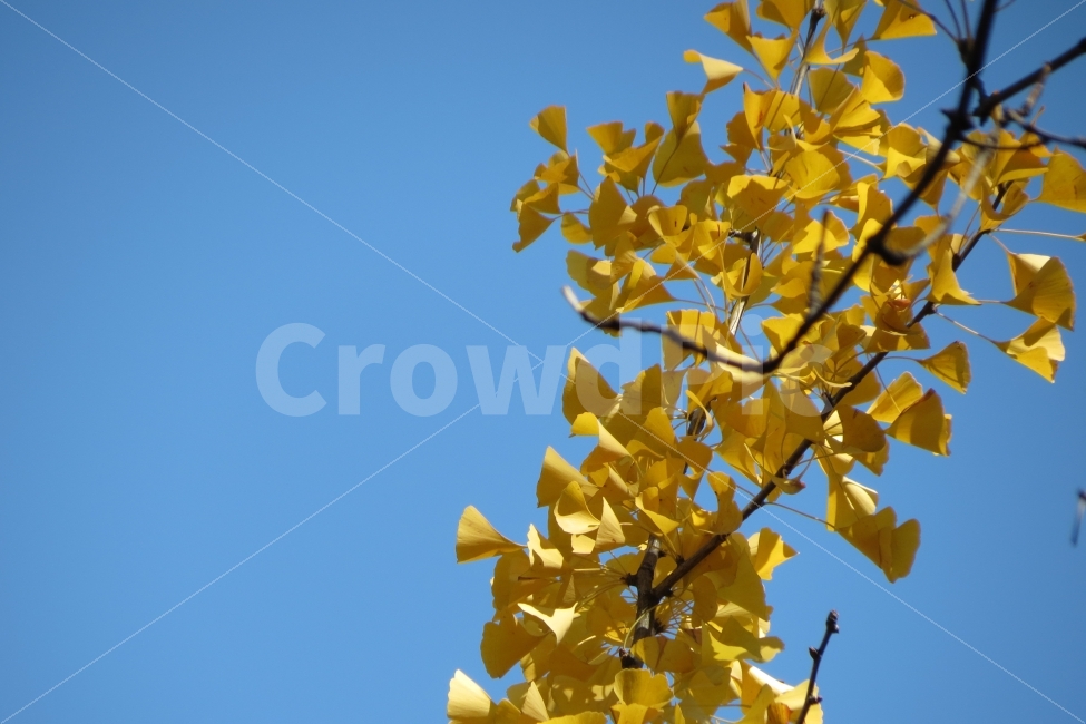 가을,은행,ginkgo,은행나무,하늘,가을하늘,sky,양재시민의숲,양재천,fall,autumn,캐논SX40,CanonSX40,CanonSX40HS,가을,계절,fall,autumn,season,식물,자연,plants,nature,plant,leaf,잎