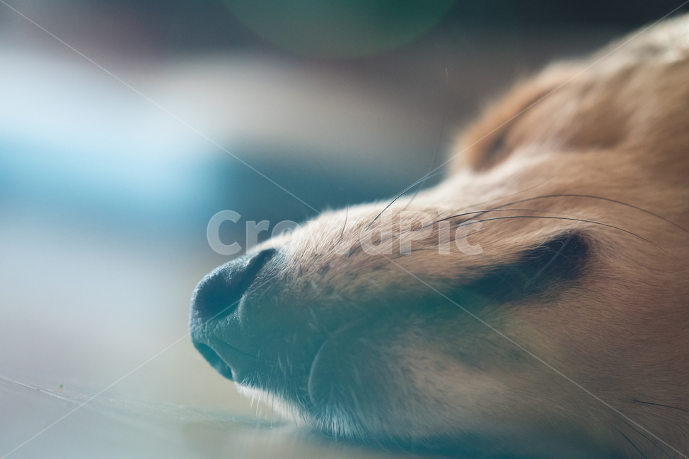 멍멍이,강아지,개코,월월이,dog,댕댕이
