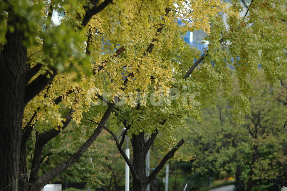 은행나무,가을,가로수,나무,식물