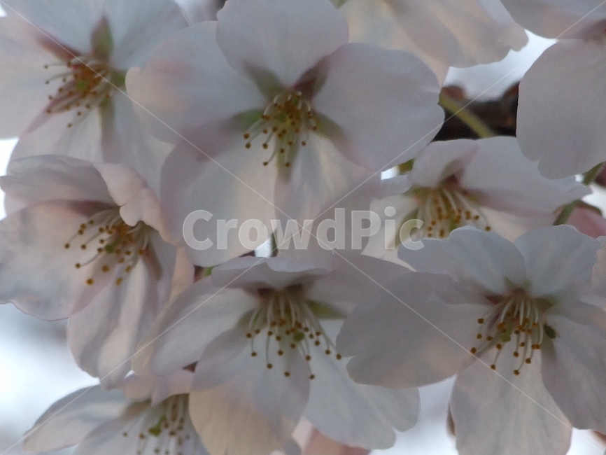 벚꽃,꽃,식물,봄,꽃송이,봄,계절,spring,season,식물,자연,plants,nature,꽃,flower,plant,blossom