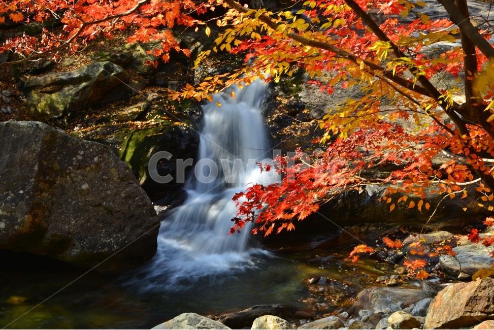 leaf,잎,plant,식물,nature,자연,outdoors,옥외,water,물,tree,나무,maple,단풍,지리산,피아골,피아골계곡,폭포,낙옆,뮬흐름,만추,가을,추색,계절,가을,계절,fall,autumn,season,자연,풍경,nature,landscape