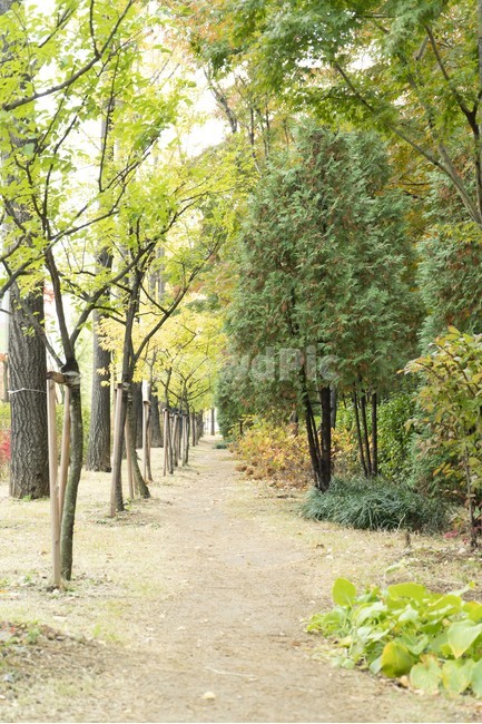 자연,가을,풀,산책로,길,나무,가을,계절,fall,autumn,season,tree,plant,식물