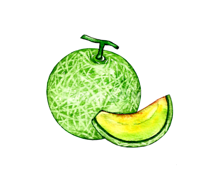 멜론,melon,과일,그림,수채화,일러스트,멜론일러스트,과일일러스트,plant,fruit,food,음식,그래픽,일러스트레이션,graphic,illustration