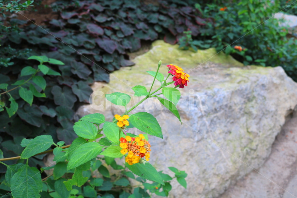 란타나,꽃,란타나꽃,식물,열대식물,란타나카마라,마편초과,자연,식물,자연,plants,nature,꽃,flower