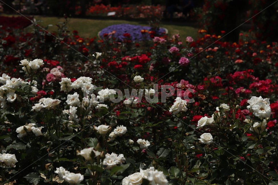 장미밭,장미,식물,감성,색감,rose