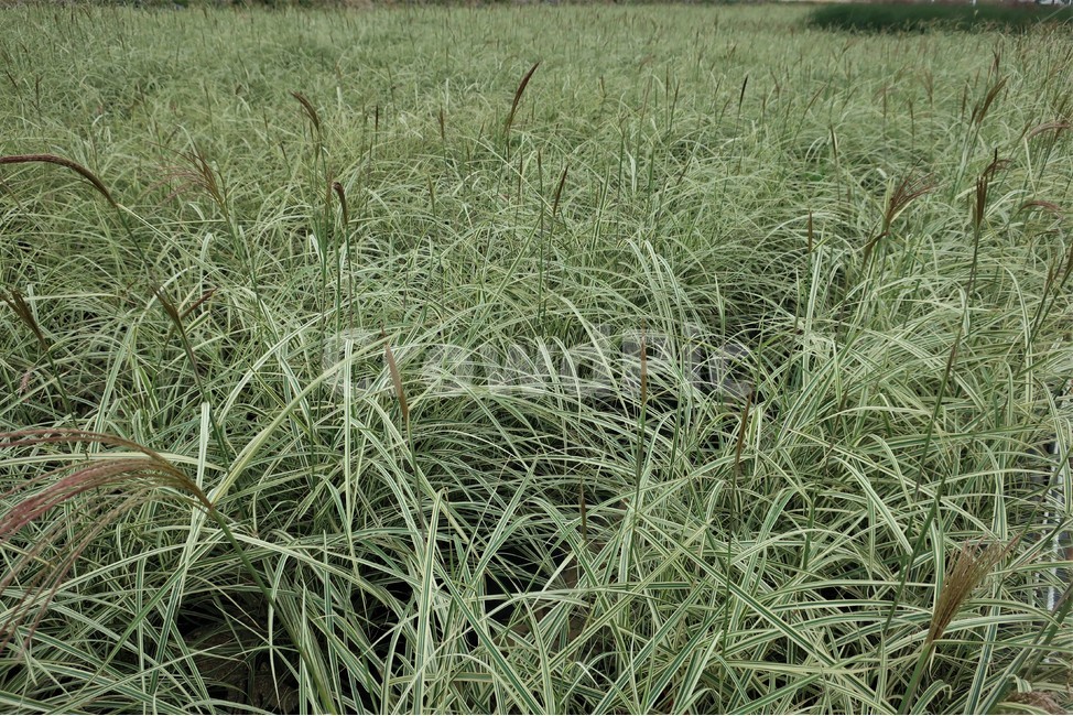 무늬억새,억새,억새풀,가을,자연,풀,식물,계절,풍경,식물,자연,plants,nature