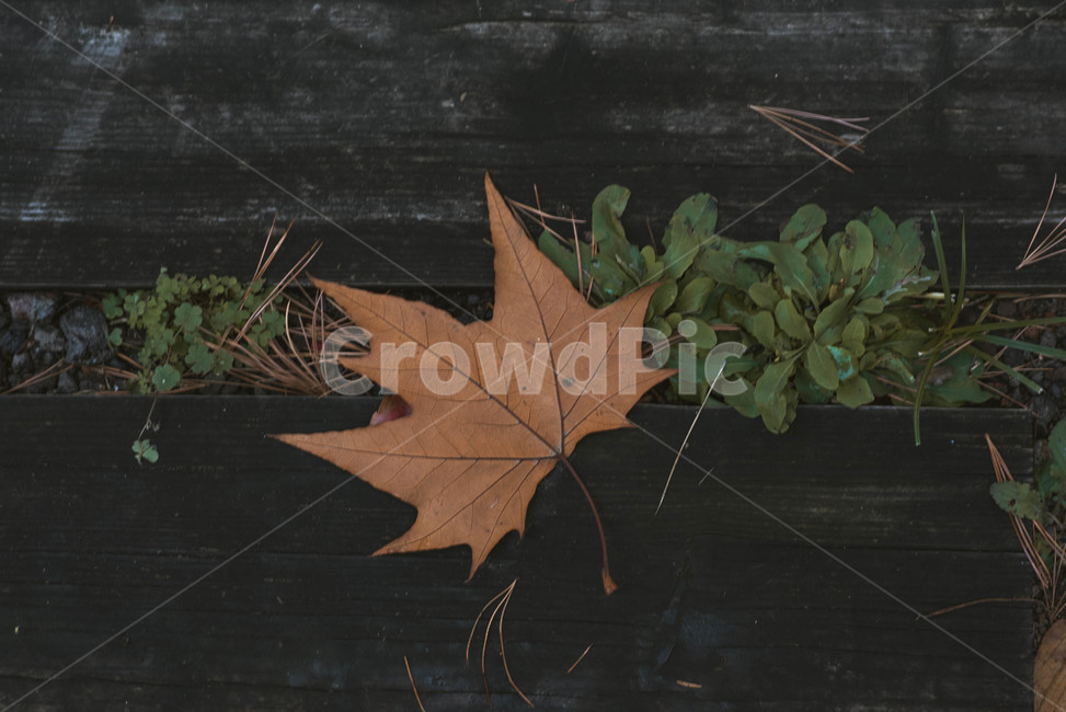 가을,배경,가을느낌,자연,자연풍경,가을배경,leaf,잎,plant,식물,tree,나무,가을,계절,fall,autumn,season,식물,자연,plants,nature