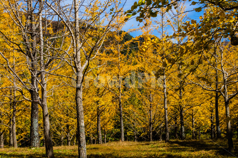 홍천은행나무숲,은행나무숲,은행나무,가을,노란은행나무,가을,계절,fall,autumn,season,tree,나무,plant,식물